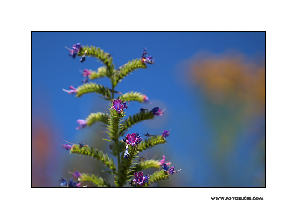 Blau vor Blau