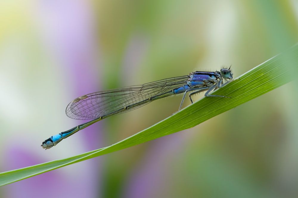 blau vor bunt