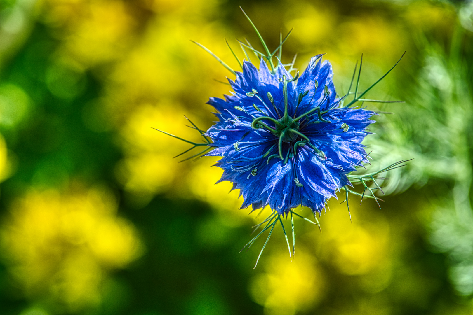 blau vor gelb