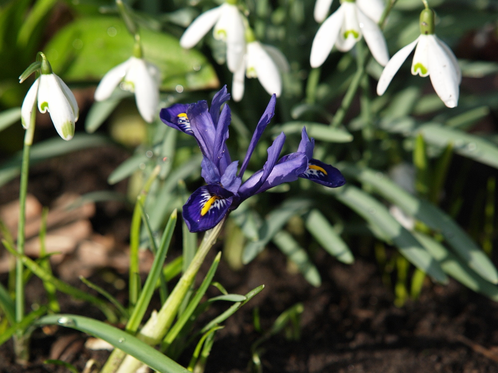 Blau vor weiss