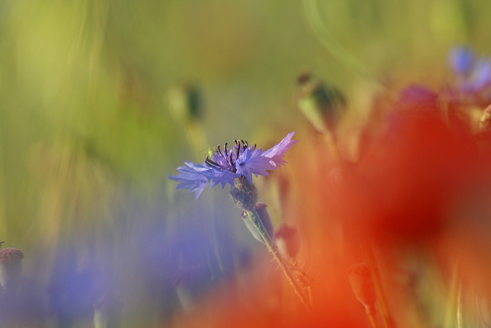 Blau war gestern !