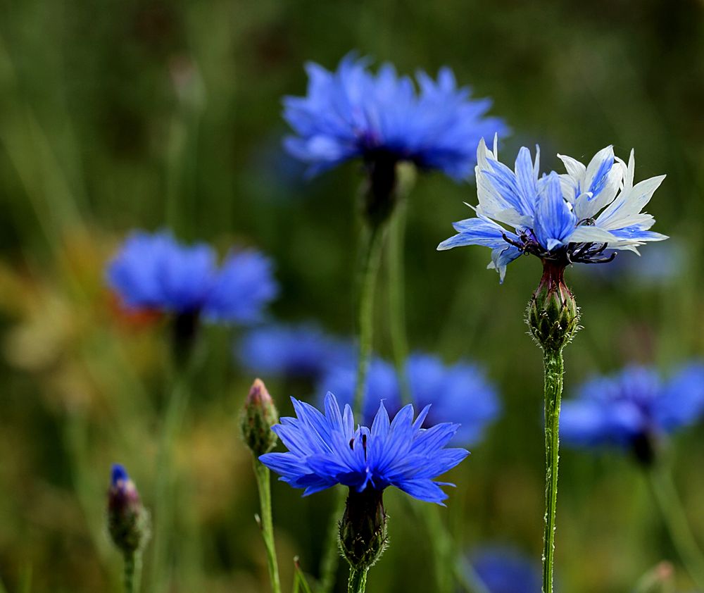 Blau Weiß von Max Re. 