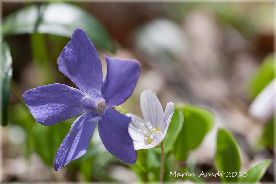 Blau - weiss