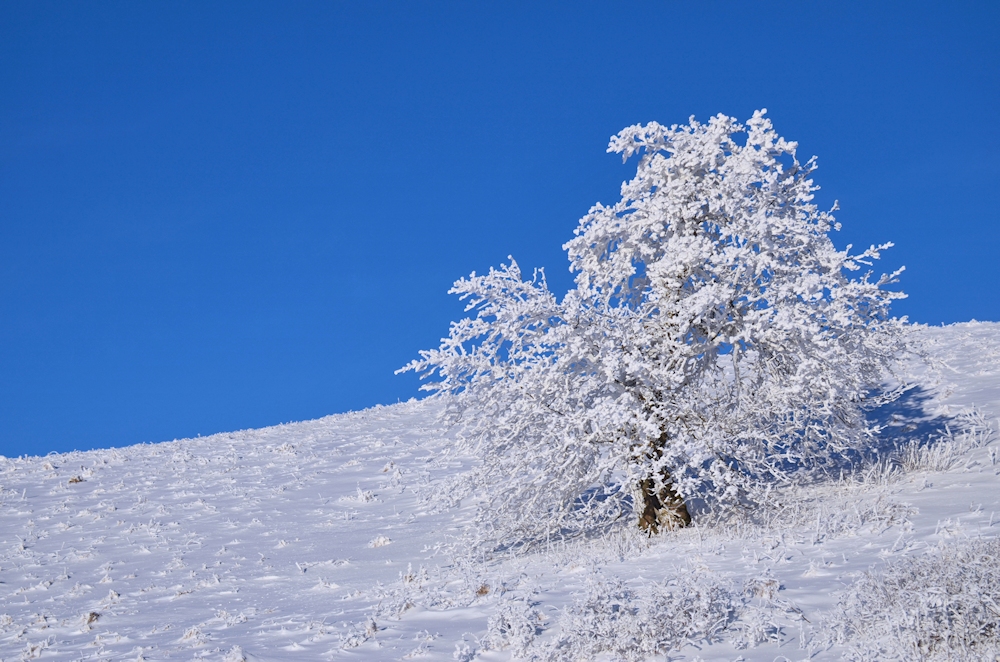 blau / weiß