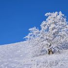 blau / weiß