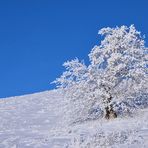 blau / weiß