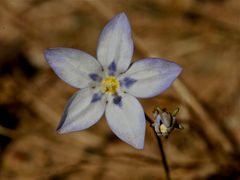 Blau-Weiss