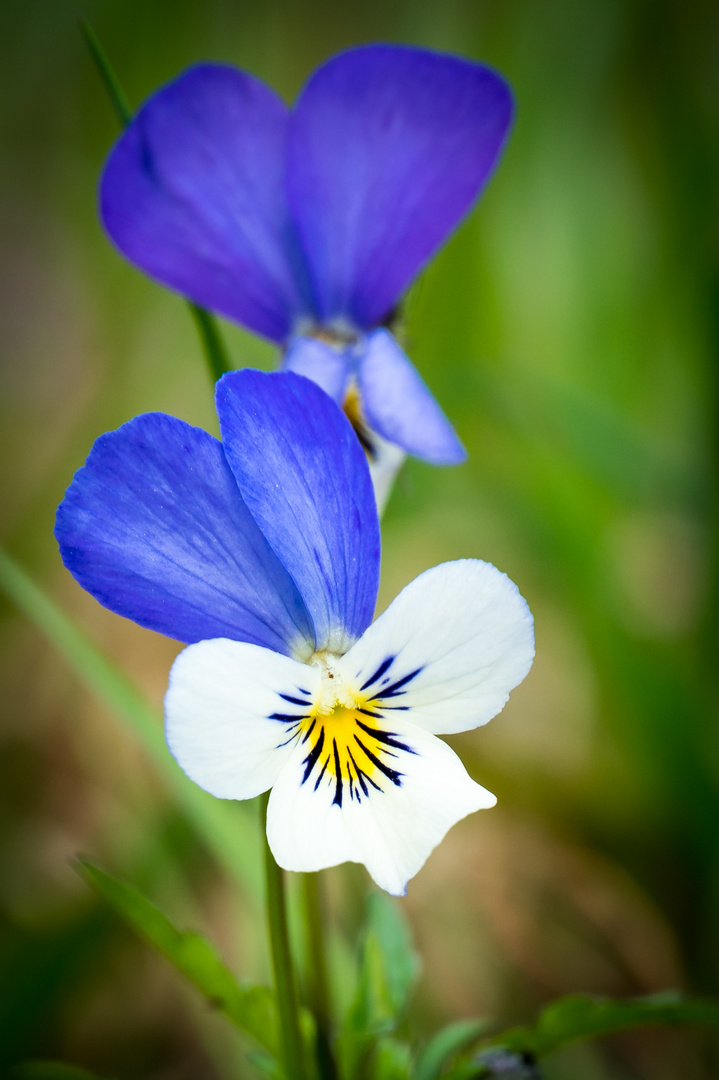 Blau - Weiß