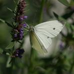 Blau-Weiss