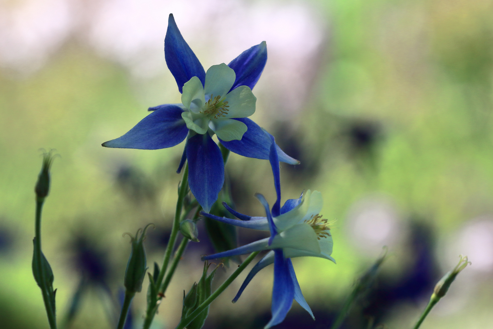 Blau-Weiß