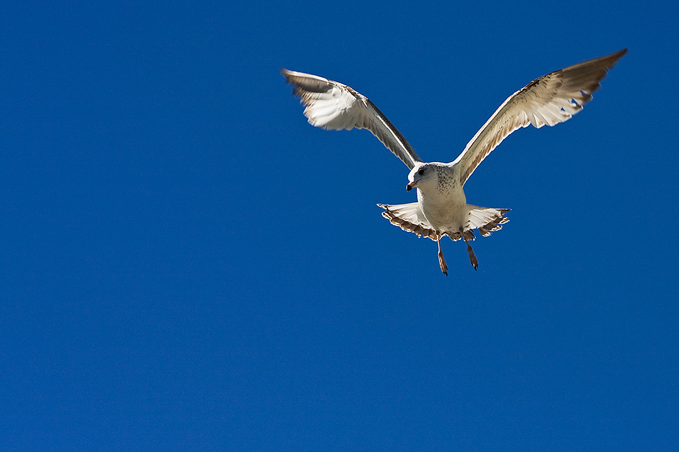 blau-weiss