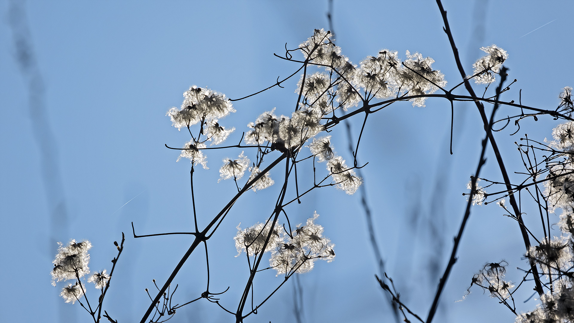 BLAU-WEISS