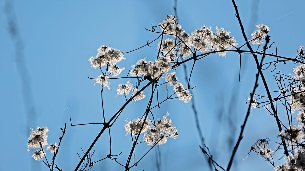 BLAU-WEISS