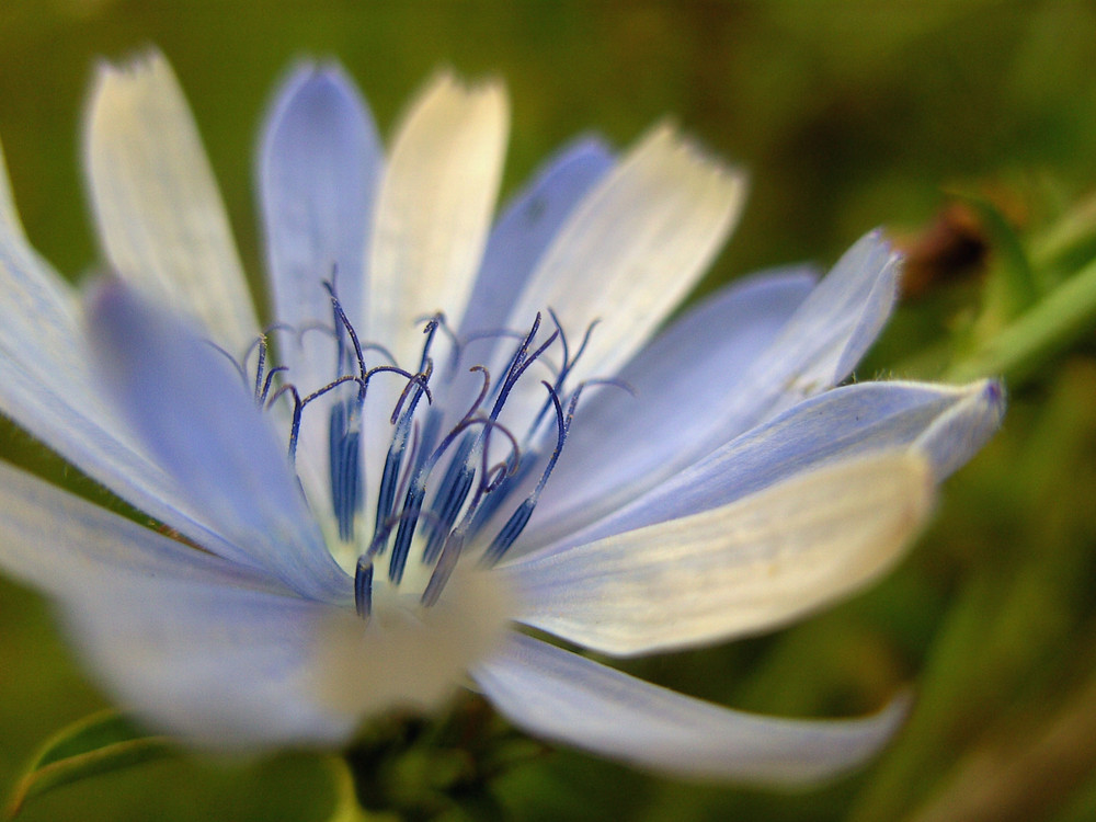 blau - weiß