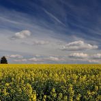 Blau, Weiß, Gelb ein Baum, es Rapst wieder beim Pfälzer vor der Haustür.