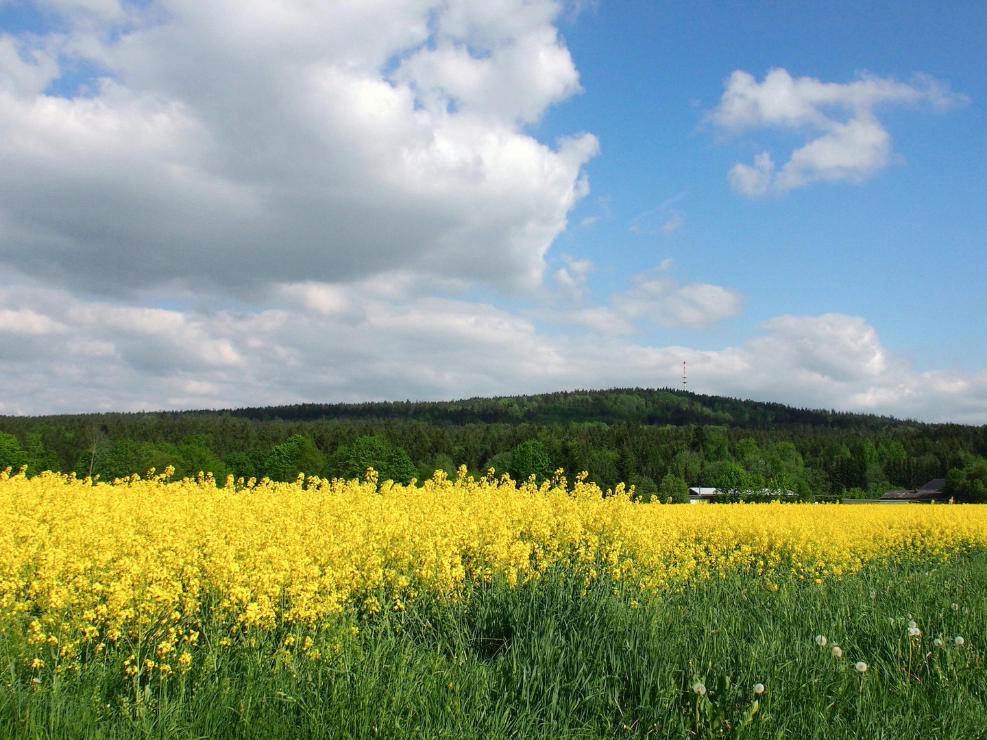 Blau - weiß - gelb - grün