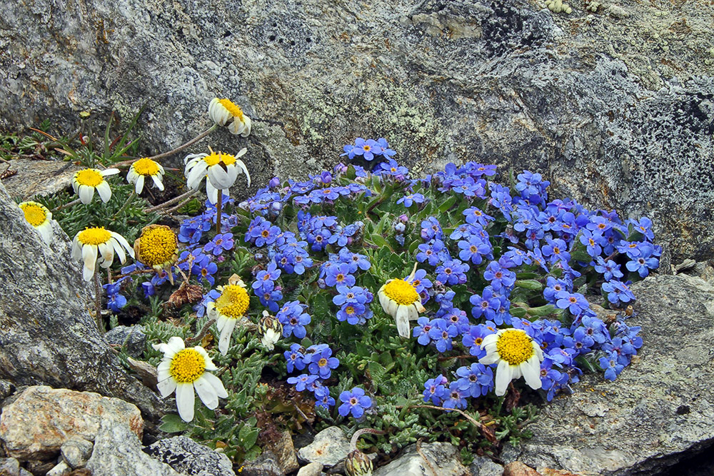 Blau weiß- Himmelsherold und Alpenmargerite (Eritrichum nanum und Leucathemopsis alpina)