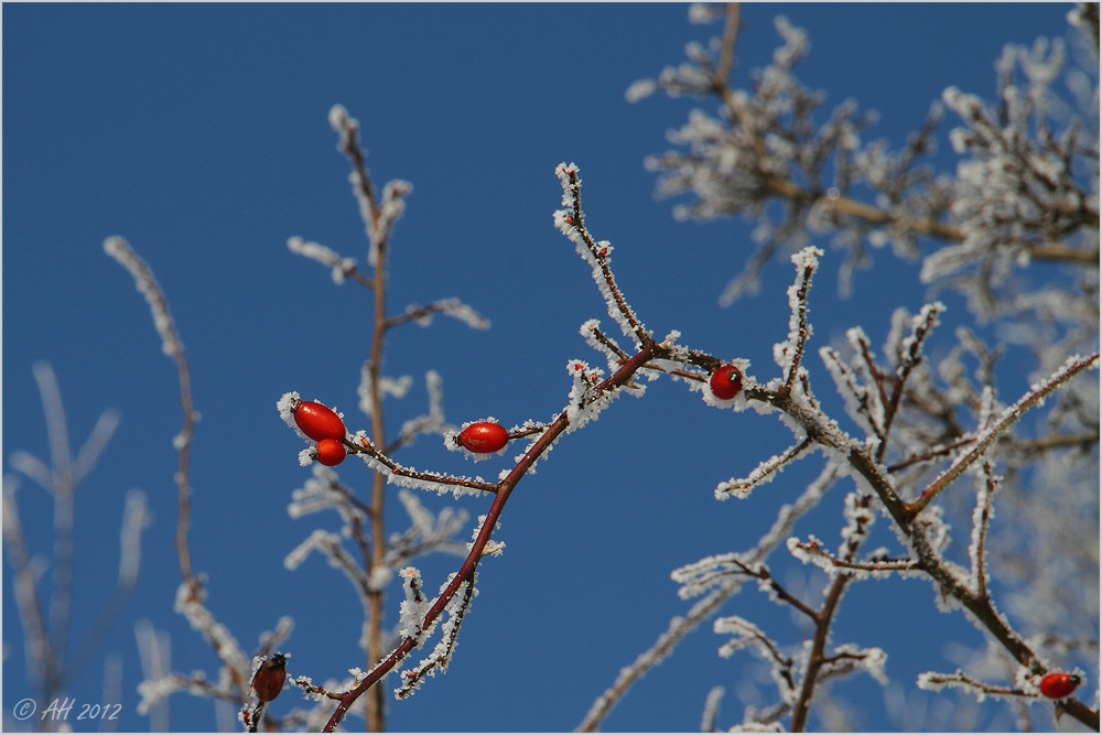 blau-weiss-rot