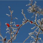 blau-weiss-rot