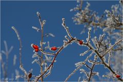 blau-weiss-rot