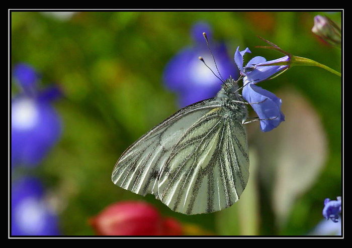 Blau, weiss und rot