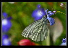 Blau, weiss und rot