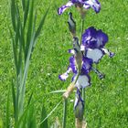 blau-weisse iris