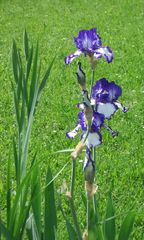 blau-weisse iris