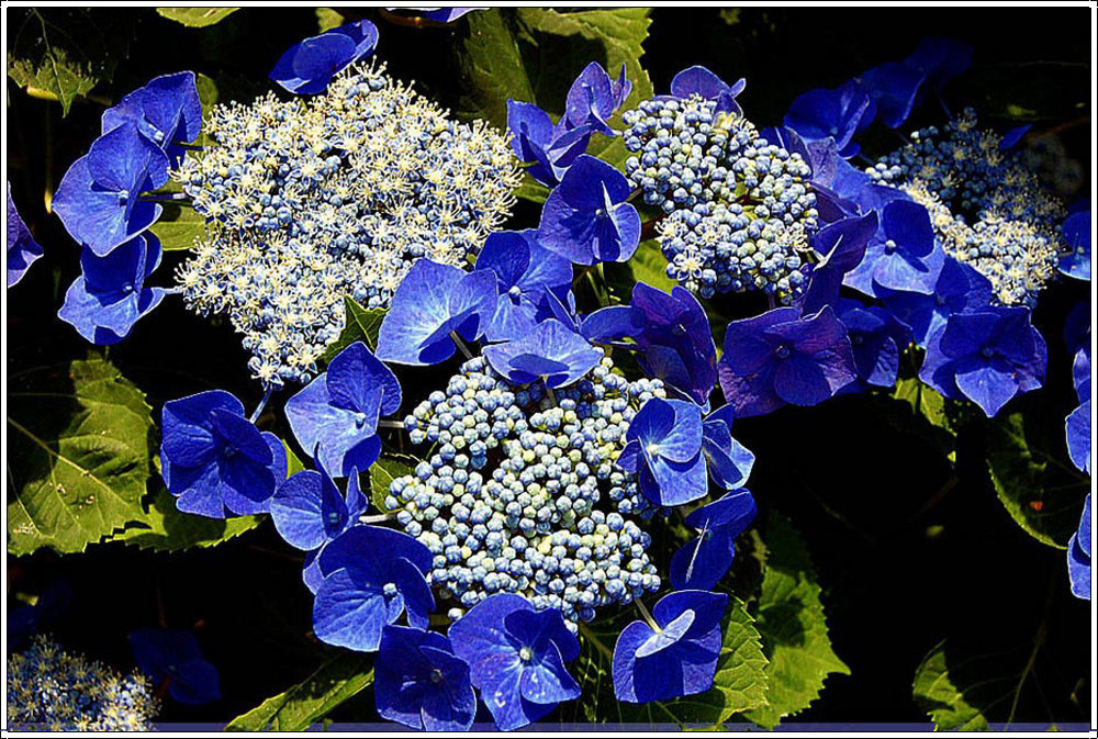 blau-weiße sommergesichter