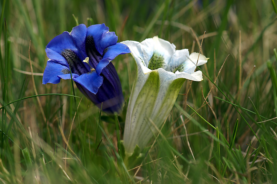 blau - weisser Enzian..