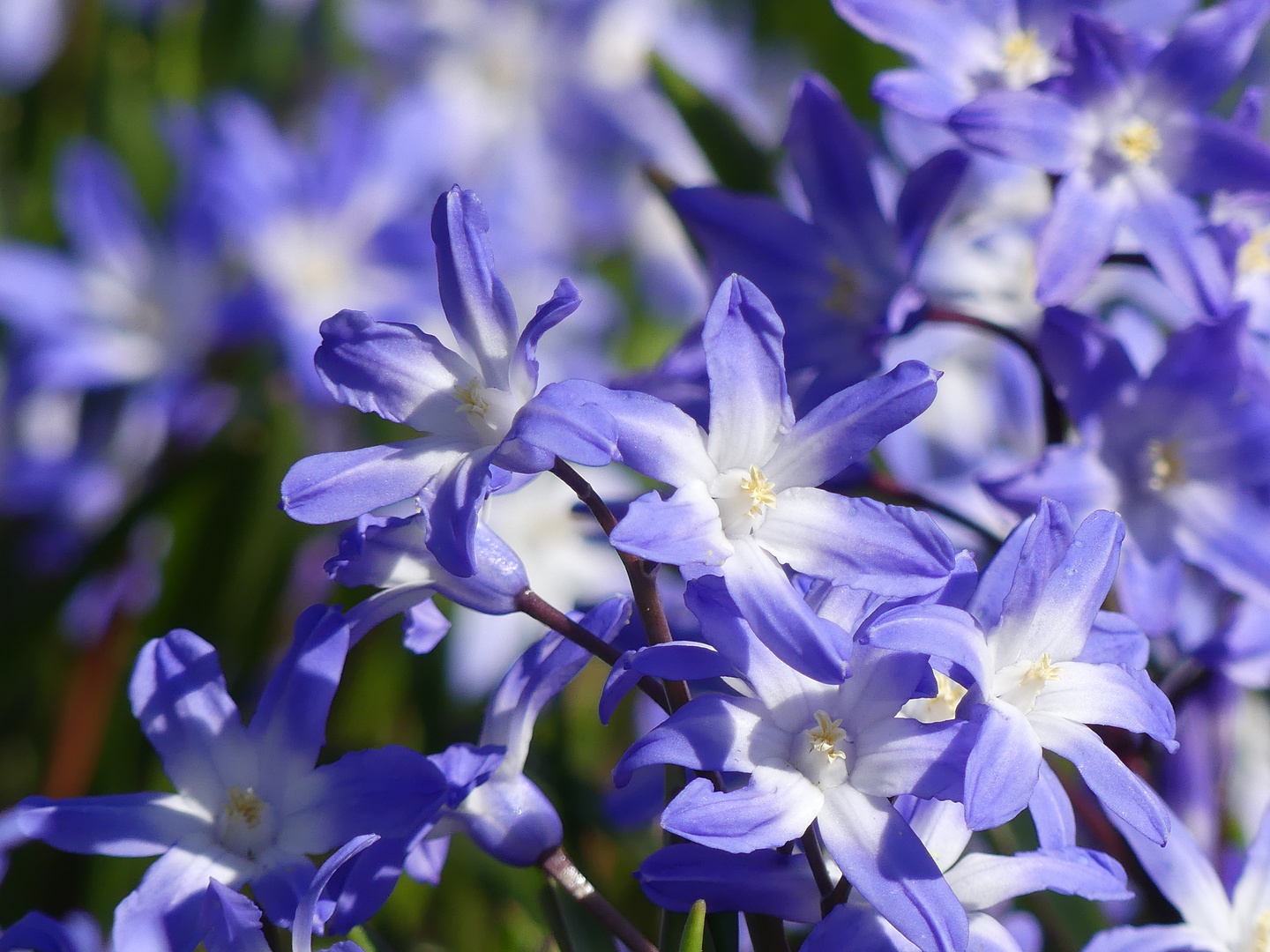 Blau-weißer Sternenhimmel - meine heutigen Mittwochsblümchen