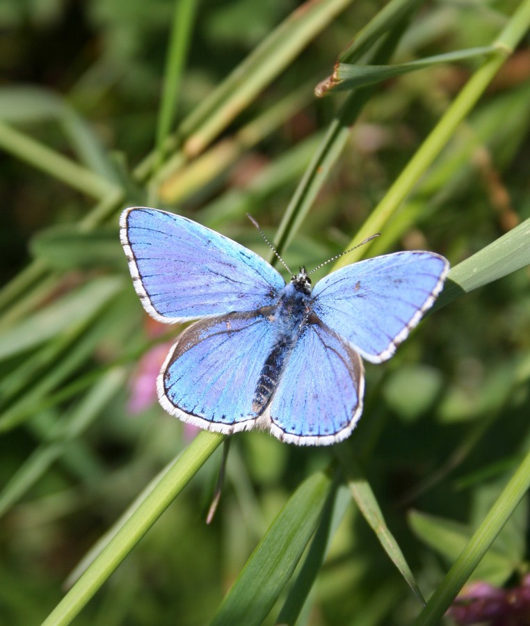 Blau wie der Himmel