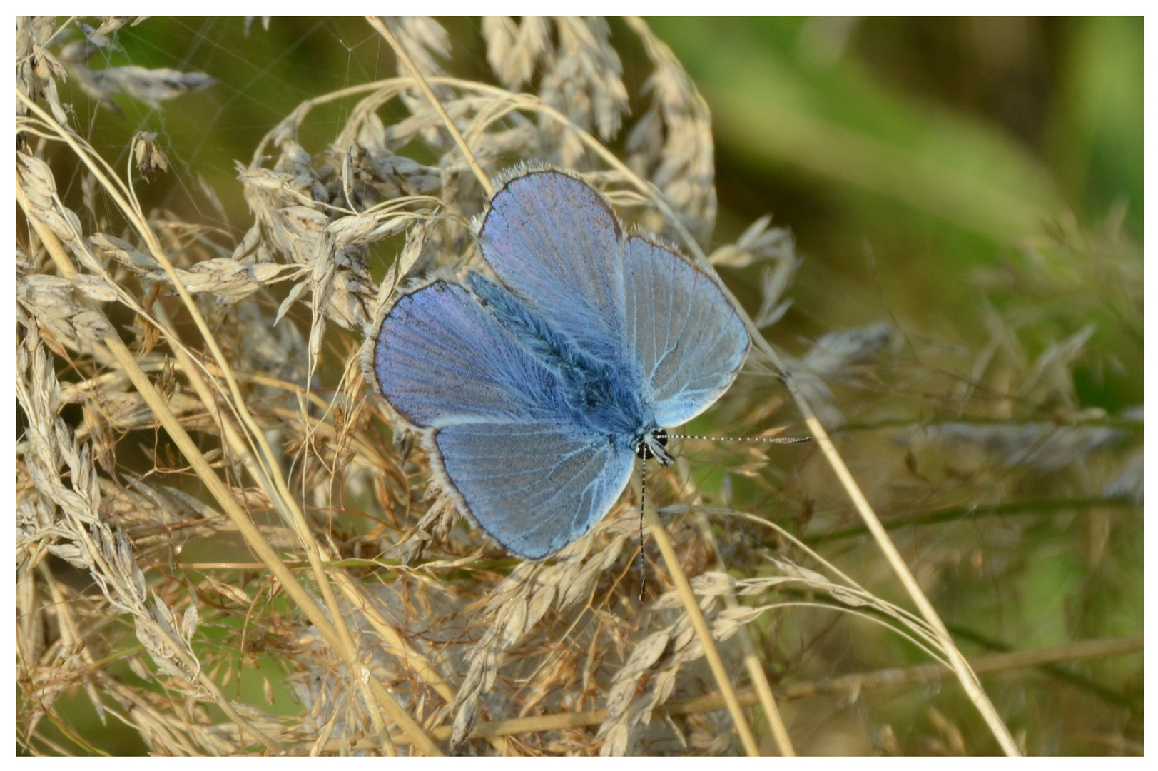 blau wie der Himmel