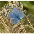 blau wie der Himmel