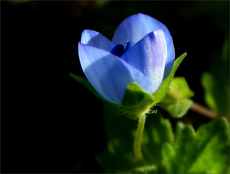 Blau wie der Himmel