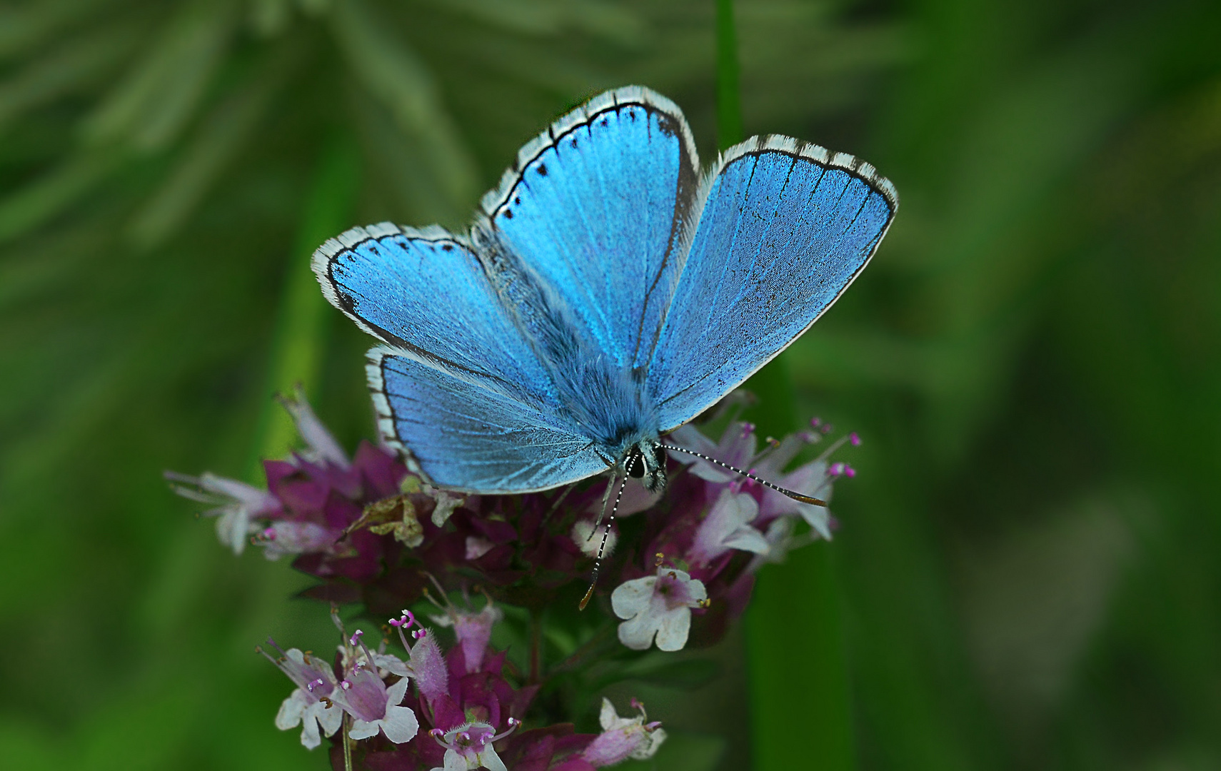 Blau wie der Himmel