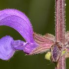 Blau ... Wiesensalbei (Salvia pratensis)