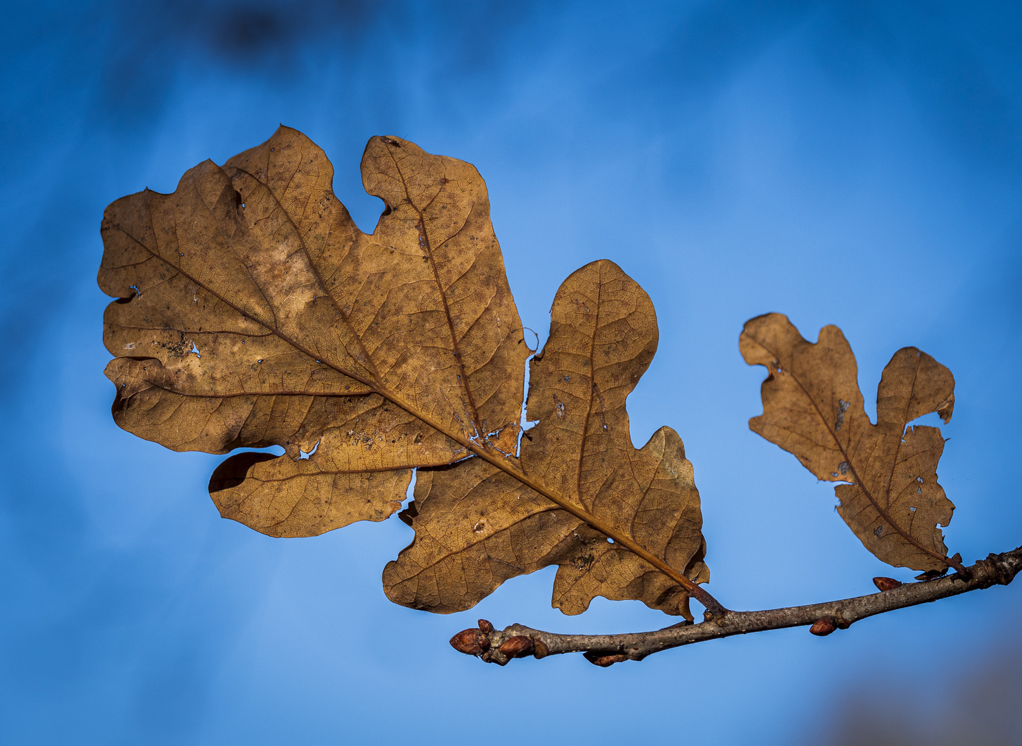 Blau - Winterblatt