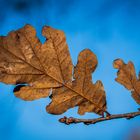 Blau - Winterblatt