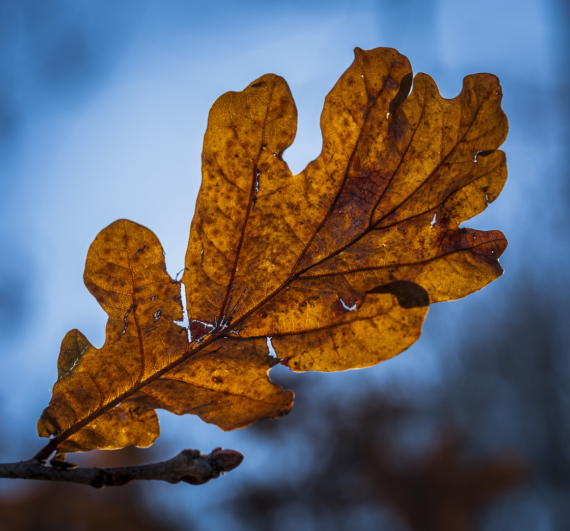 Blau - Winterblatt2