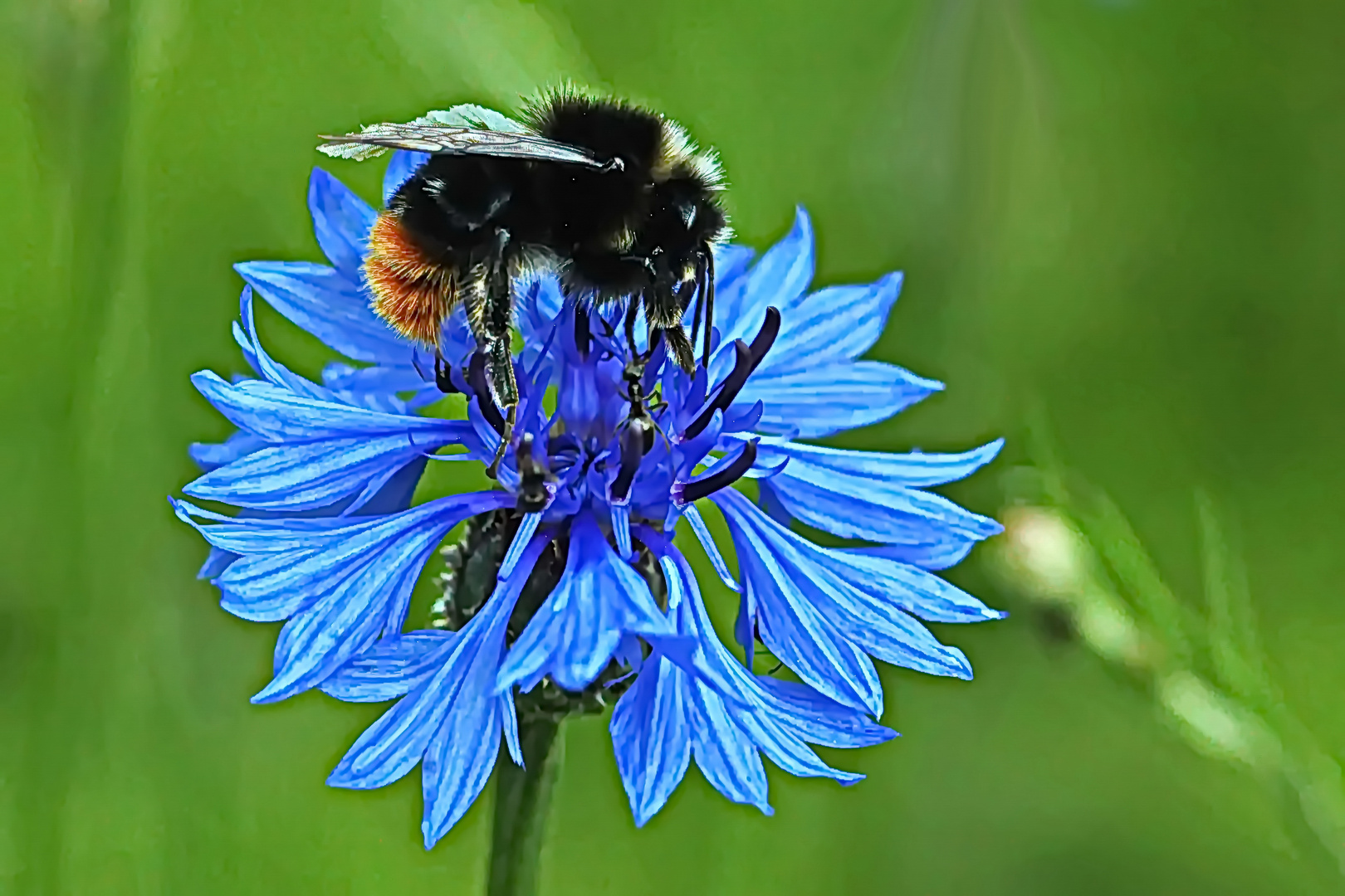 blau zieht sie wohl besonders an