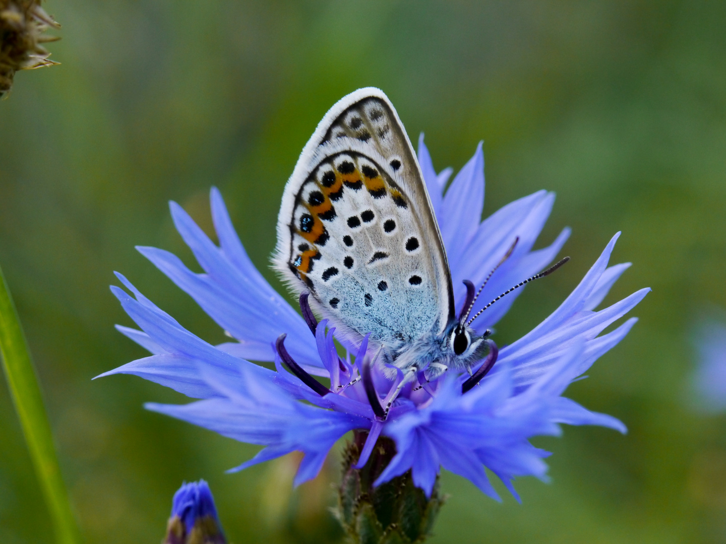 Blau zu blau