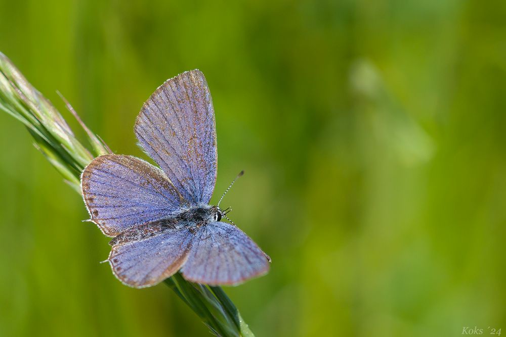 Blau zum Vatertag