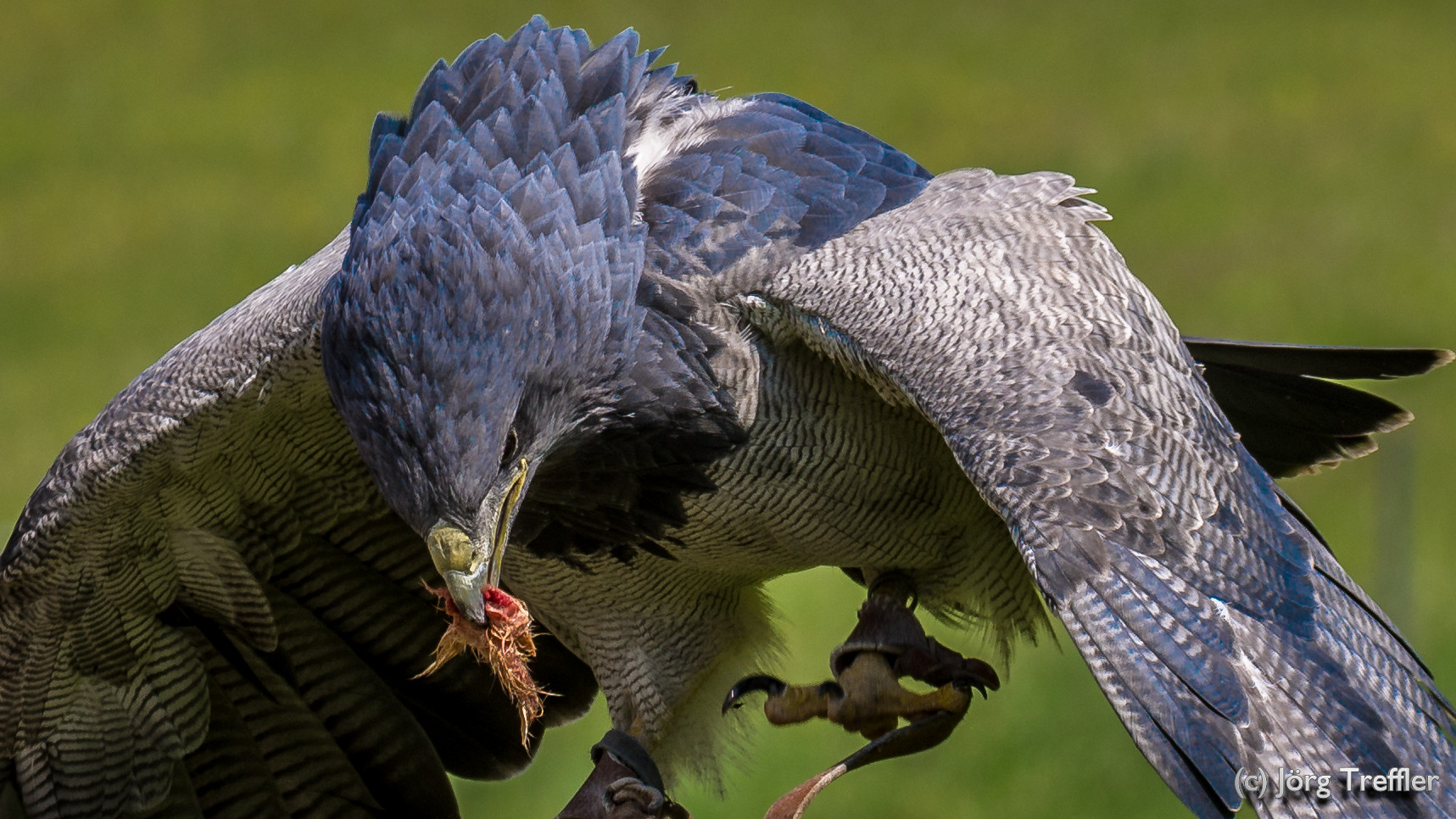 Blauadler