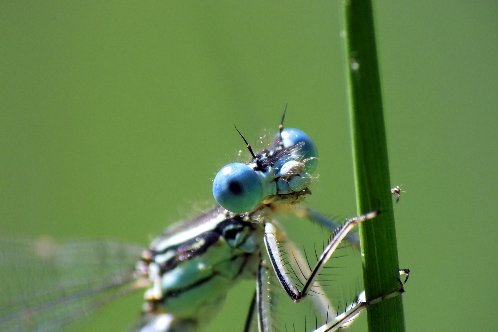 Blauäugig