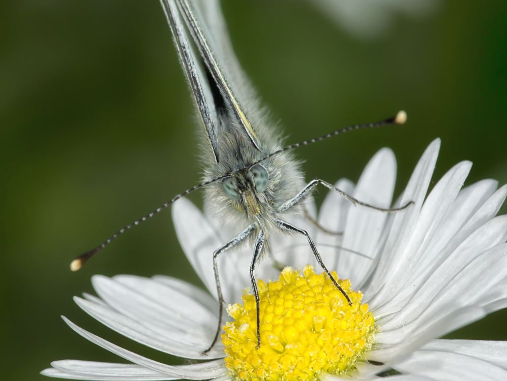 Blauäugig frontal