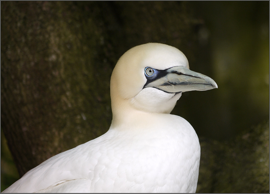 blauäugig in den Wettbewerb