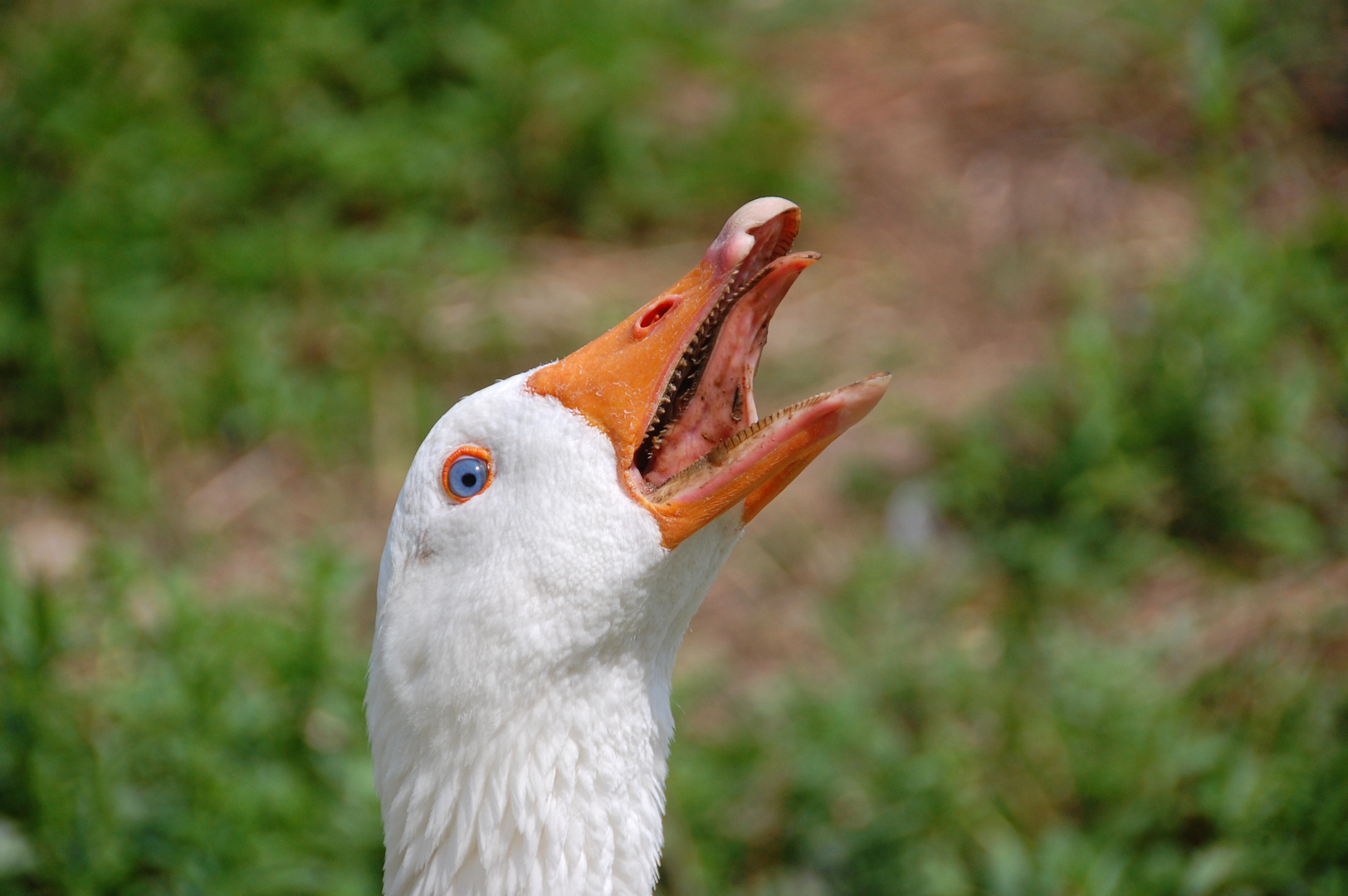 Blauäugige Bedrohung