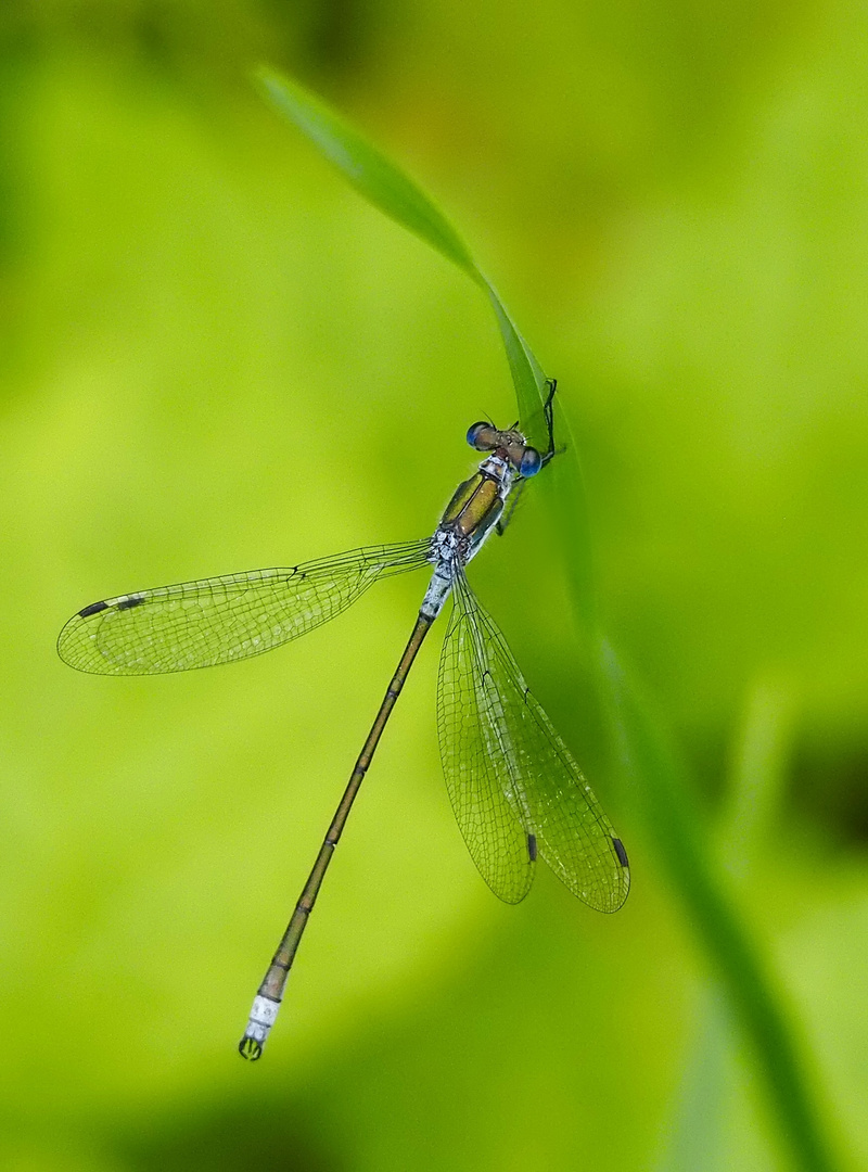 Blauäugige Libelle