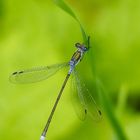 Blauäugige Libelle